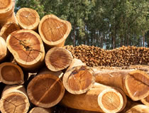 Environmental Responsibility